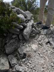 Helictochloa bromoides