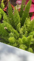 Asparagus densiflorus