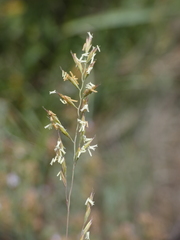 Festuca marginata