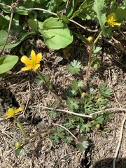 Ranunculus gmelinii