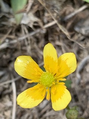 Ranunculus gmelinii