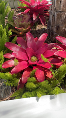 Bromelioideae