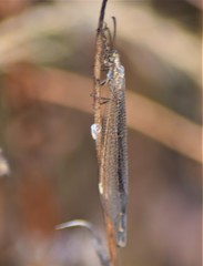 Creoleon lugdunensis