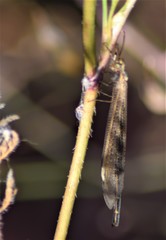 Creoleon lugdunensis