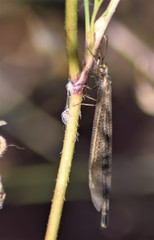 Creoleon lugdunensis