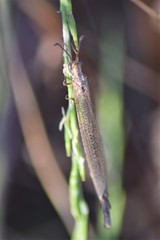 Creoleon lugdunensis