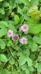 Astrantia major
