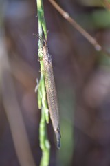 Creoleon lugdunensis
