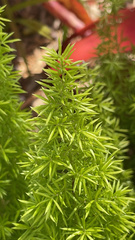 Asparagus densiflorus