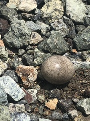 Chordeiles gundlachii