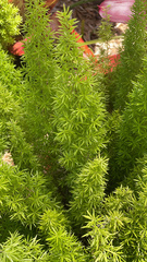 Asparagus densiflorus