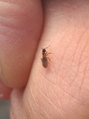 Cyphomyrmex rimosus