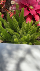 Asparagus densiflorus