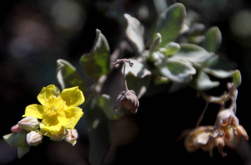 Helianthemum gorgoneum image