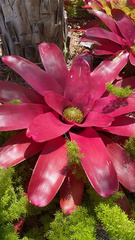 Bromelioideae