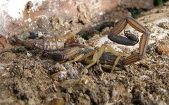 Centruroides margaritatus