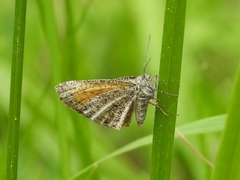 Isturgia limbaria