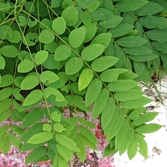 Fabaceae
