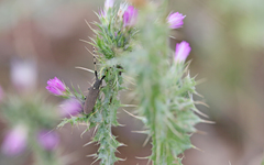 Agapanthia annularis