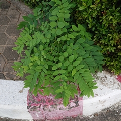 Fabaceae