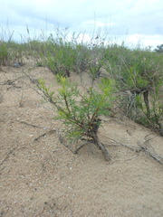Artemisia arenaria