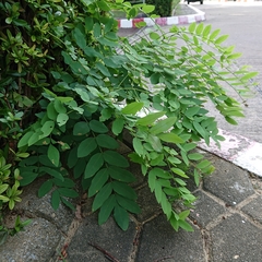 Fabaceae