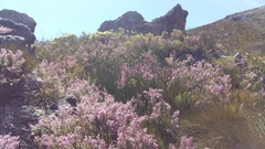 Erica racemosa