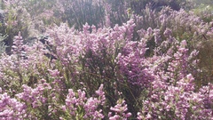 Erica racemosa