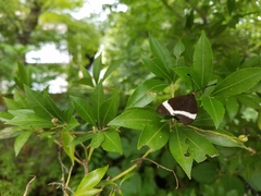 Pidorus