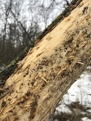 Picoides