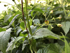 Scrophularia umbrosa
