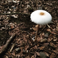 Agaricineae