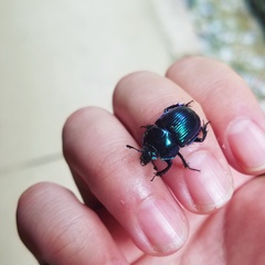 Phelotrupes auratus