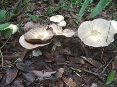 Fungi