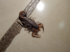 Centruroides edwardsii