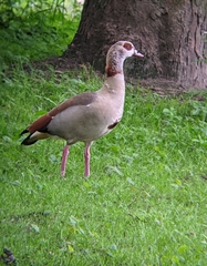 Alopochen aegyptiaca