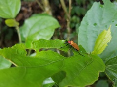 Chauliognathus faustus