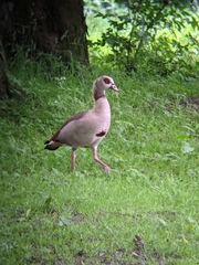 Alopochen aegyptiaca