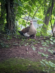 Alopochen aegyptiaca