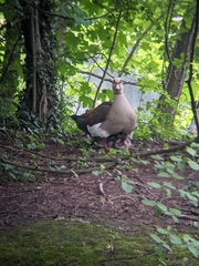 Alopochen aegyptiaca