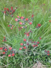 Pilosella aurantiaca
