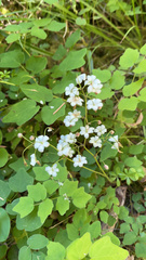 Vancouveria hexandra