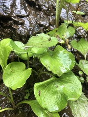 Parnassia asarifolia