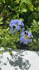 Plumbago auriculata