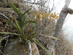 Encyclia trachycarpa