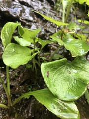 Parnassia asarifolia