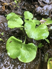 Parnassia asarifolia
