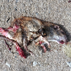 Rattus norvegicus