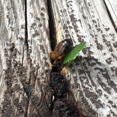 Megachile nigriventris