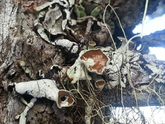 Hypogymnia enteromorpha